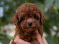 Baby Face Kore Poodle Yavrular