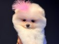 Pomeranian Boo Yavrular