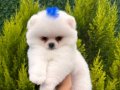 Kar Beyaz Pomeranian Boo Yavrular