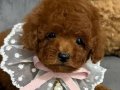Sağlıklı Toy Poodle Yavrular
