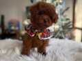 Yeni Yıl Toy Poodle Yavrularımız