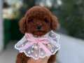 Kore Teacup Toy Poodle Yavrular