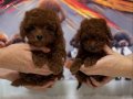 Red Brown Kore Poodle Yavrular
