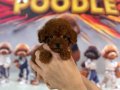 Miniature Mini Poodle