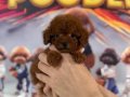 Miniature Mini Poodle