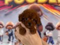 Miniature Mini Poodle