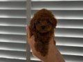 İstanbul Poodle Yavrular