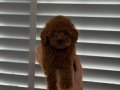 İstanbul Poodle Yavrular