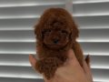 Beylikdüzü Poodle Yavrular