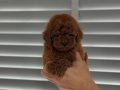 Beylikdüzü Poodle Yavrular
