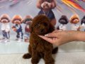 Dark Red Brown Erkek Poodle Yavrumuz