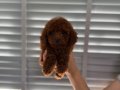 Erkek Dark Red Brown Poodle