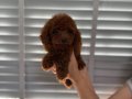Erkek Dark Red Brown Poodle