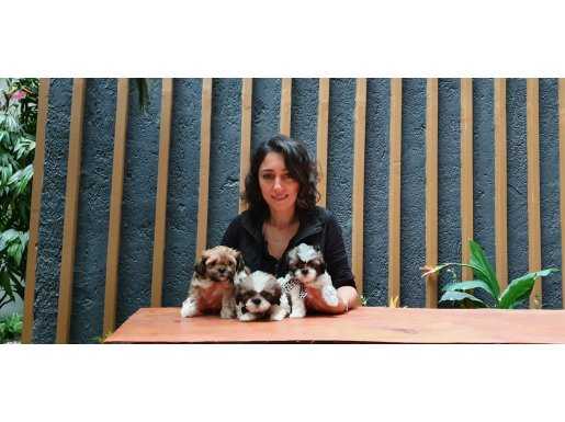 Ev üretimi Irk ve sağlık garantili shih tzu bebeklerimiz