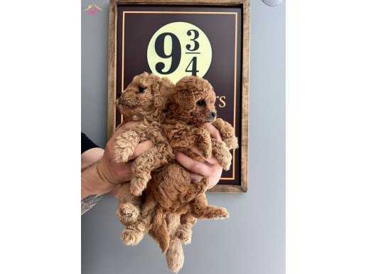 SCRLİ BABADAN EV ÜRETİMİ TOY POODLE YAVRULARIMIZ