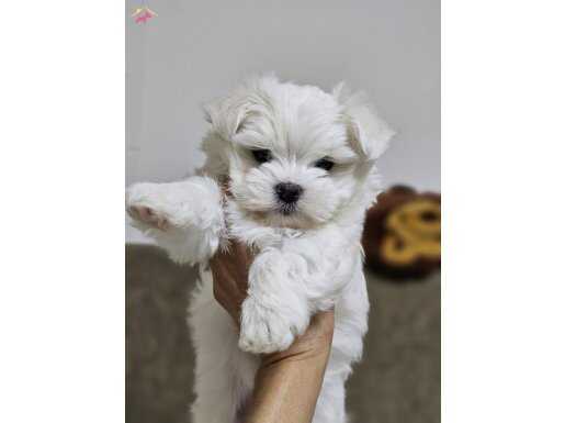 KOREKAN MALTESE YAVRULARIMIZ