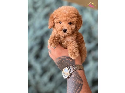 Safkan Red Apricot Siyah Toy Poodle Yavrular