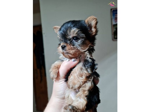 Safkan Sıfır Numara Yorkshire Terrier Yavrular