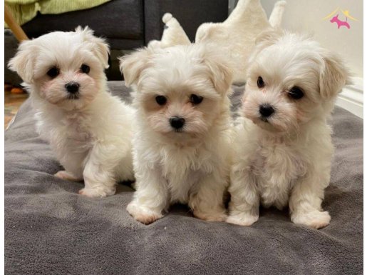 Sıfır Numara Maltese Terrier Yavrular