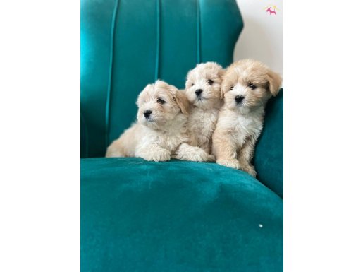 Sağlık Garantili Maltipoo Yavrular 