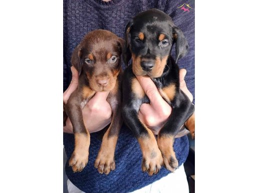 Safkan King Doberman Yavrular