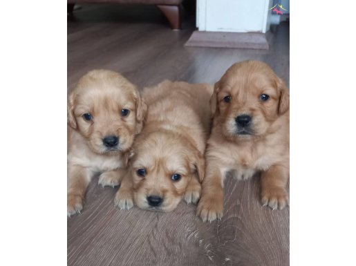 Safkan Baby Face Golden Retriever Yavrular