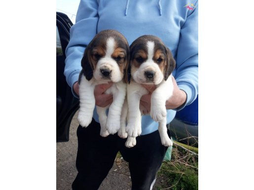 Safkan Elizabeth Beagle Yavrular
