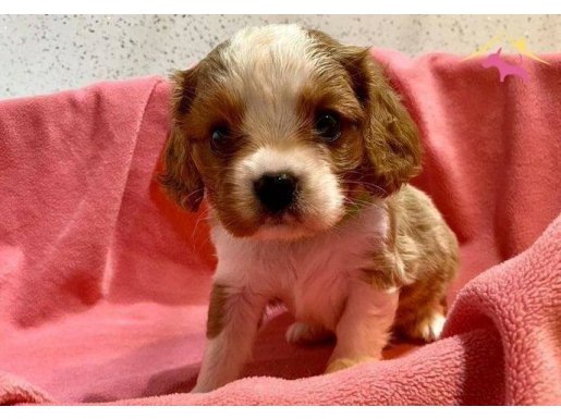 Safkan Cavalier King Charles Yavrular