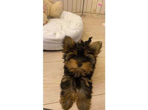 Safkan Sıfır Numara Yorkshire Terrier Yavrular 