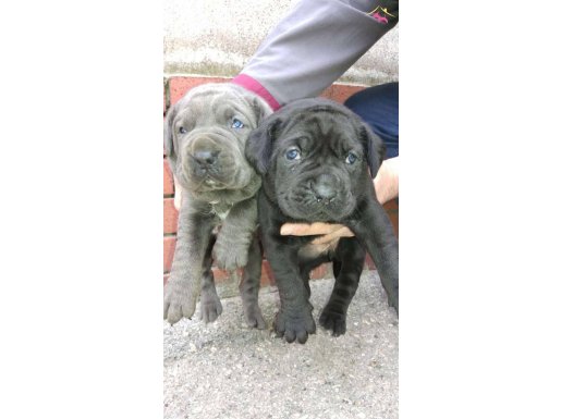 Safkan Dev Cane Corso Yavrular 