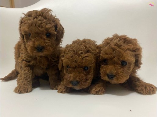 Safkan Toy Poodle Yavrular
