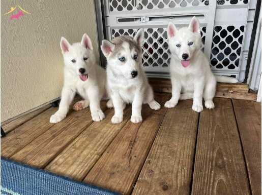 Safkan Sibirya Kurdu Husky Yavrular