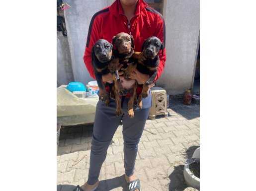 Safkan King Doberman Yavrular 