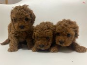 Safkan Toy Poodle Yavrular