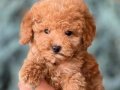 Safkan Red Apricot Siyah Toy Poodle Yavrular