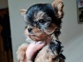 Safkan Sıfır Numara Yorkshire Terrier Yavrular