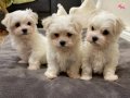 Sıfır Numara Maltese Terrier Yavrular