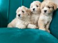 Sağlık Garantili Maltipoo Yavrular 