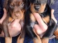 Safkan King Doberman Yavrular