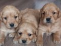 Safkan Baby Face Golden Retriever Yavrular