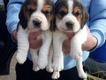 Safkan Elizabeth Beagle Yavrular