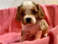 Safkan Cavalier King Charles Yavrular