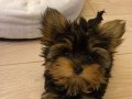 Safkan Sıfır Numara Yorkshire Terrier Yavrular 