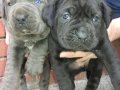 Safkan Dev Cane Corso Yavrular 