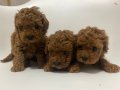 Safkan Toy Poodle Yavrular