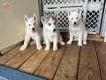 Safkan Sibirya Kurdu Husky Yavrular