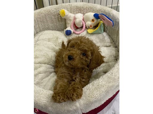 Kore toy poodle