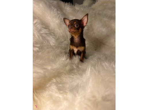 A Kalite Micro Çikolata ve Teacup Çikolata Tan