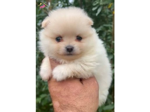 Teacup Tedy Face Dişi 