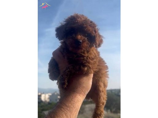 Kore Kan Red Brown Dişi A Kalite